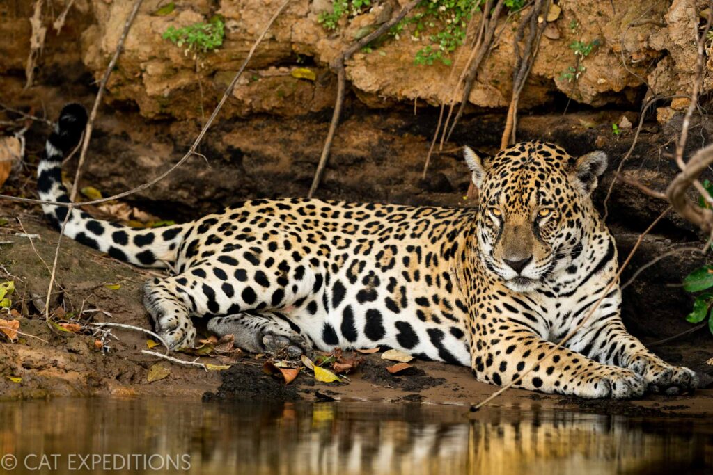 Pantanal jaguar on riverbank in Brazil