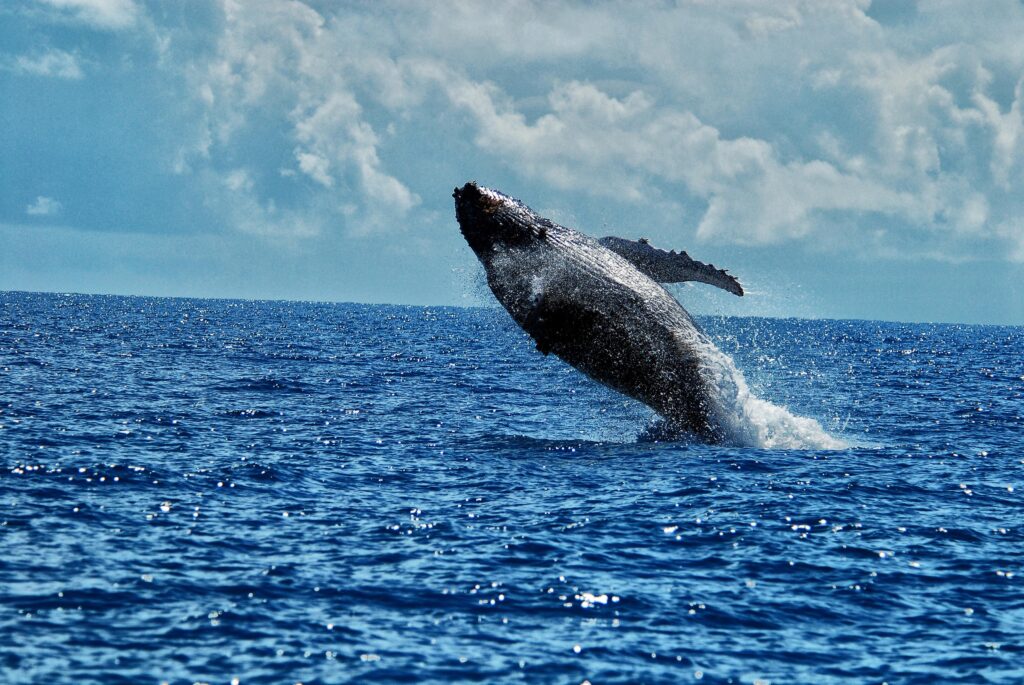 Abrolhos humpback whales breaching in Brazil